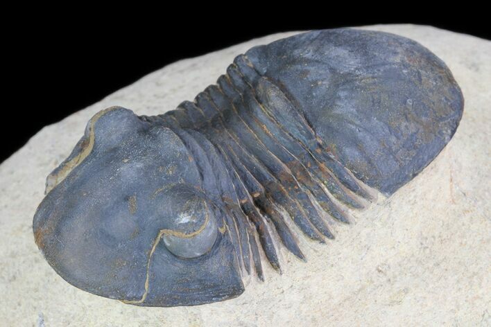 Paralejurus Trilobite Fossil - Foum Zguid, Morocco #75479